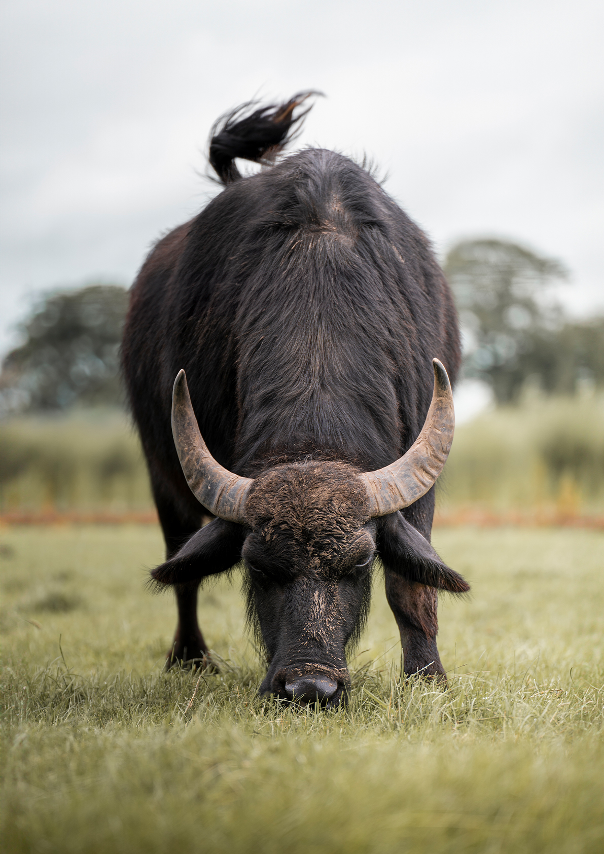 Staring Buffalo - Image 1