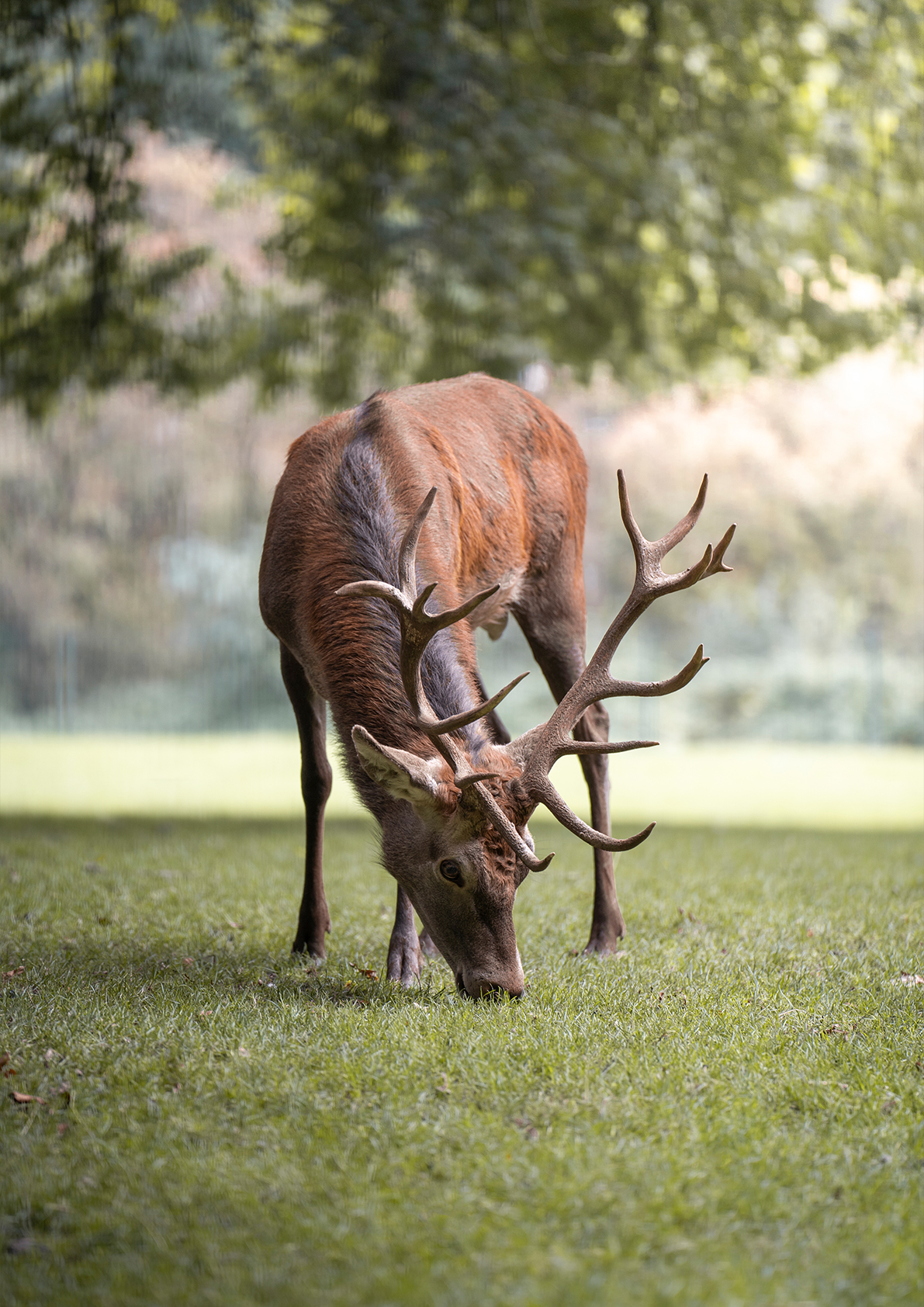 Red Deer - Image 1